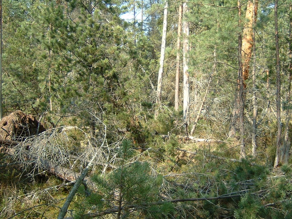 Žofinka peat bog forest, Czech Republic. by JirkaN