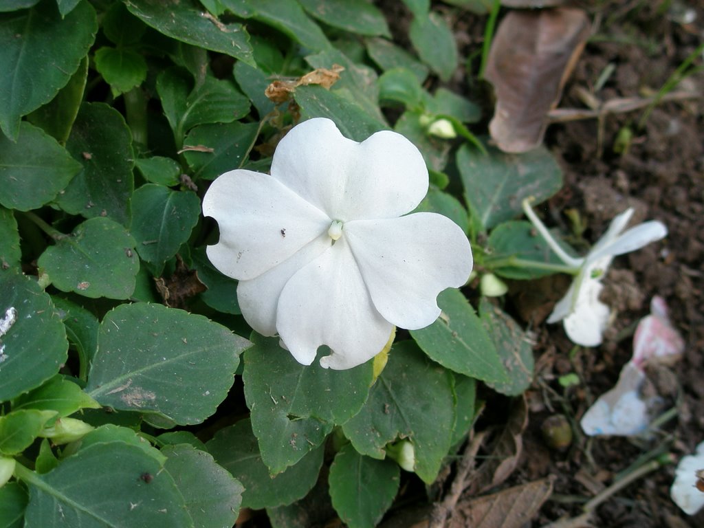 Flora nn by Cesar Panizo E.