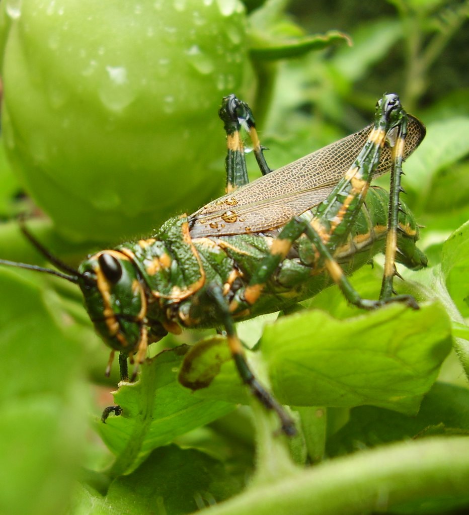 Insectos La Riviera Restaurante by javi_m