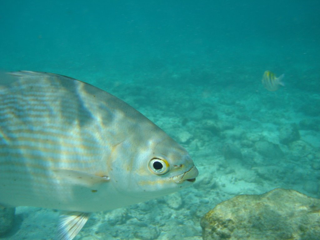 Un pesce in posa! by Stefano Rotini