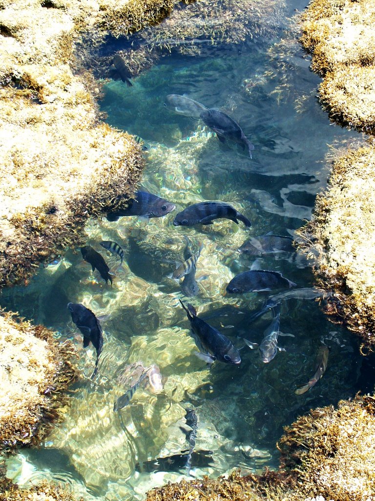 Recifes, Porto de Galinhas by Maregomes