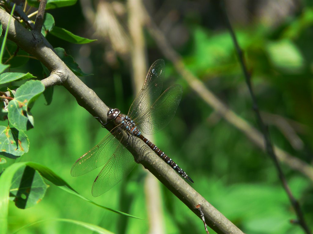 Dragonfly by Jessica G.