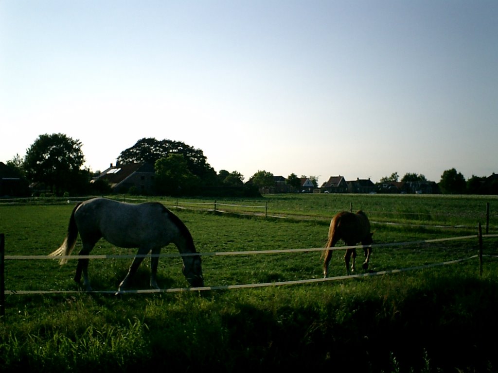 The horse of the memory by junya morikawa