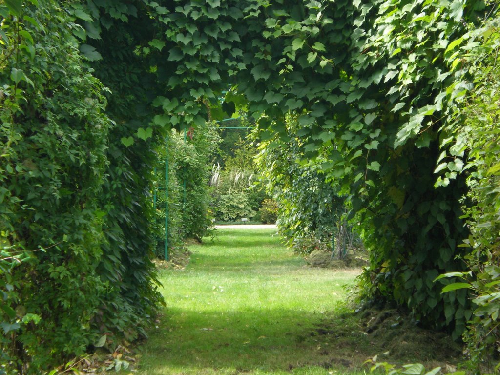 VU Botanikos sode, Kairėnuose, Dendrologijos skyrius by Deiwe