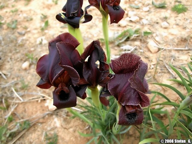 Near Wadi Mujib: Black Iris flower (Iris nigricans) by Stefan Grötsch