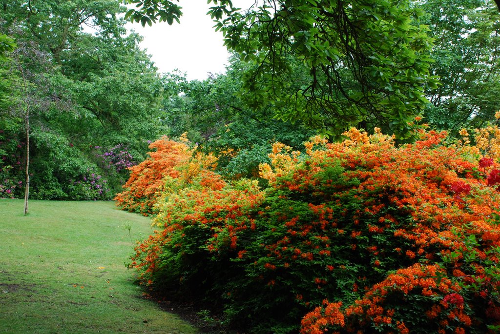 Tatton Park in bloom by DrWatson