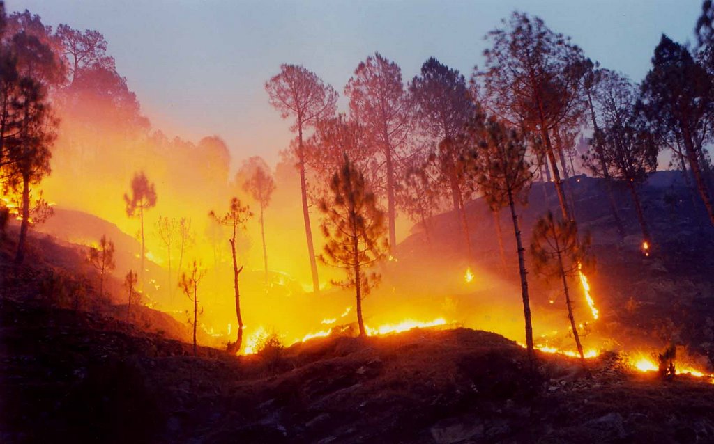 Wild Forest Fire in Almora Jungles by www.husainstudio.com