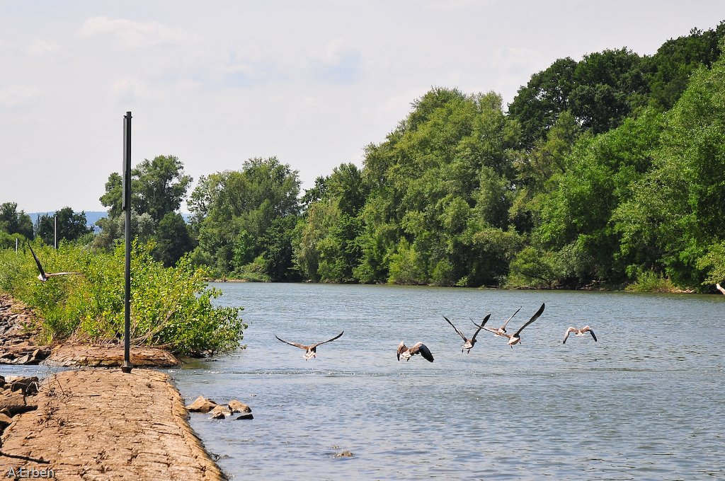 Nähe Erbach -Rhein- by bartman 575 (bartman…