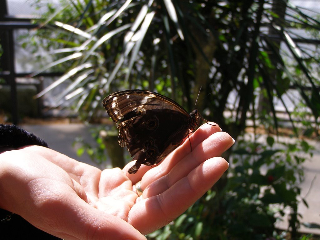 Butterfly World (Ft. Lauderdale) by ©Chia