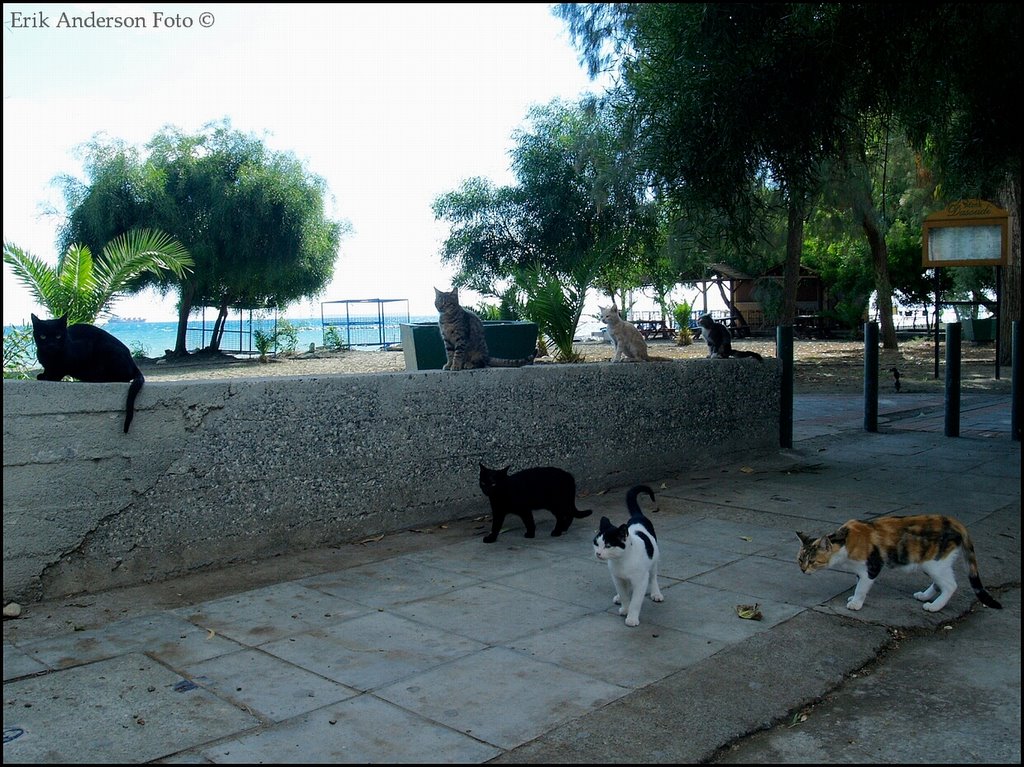 Cats of Cyprus [ Erik Anderson (c) ] by Erik Anderson