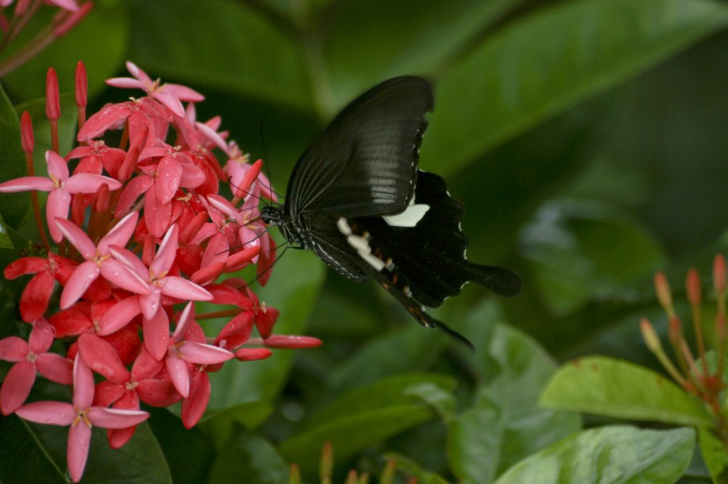 玉帶鳳蝶 Papilio helenus by ivan-i30