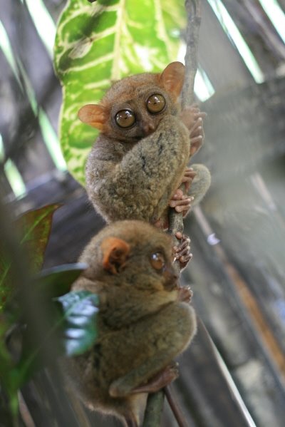 Tarsier(small monkey) by NamGung, Yun