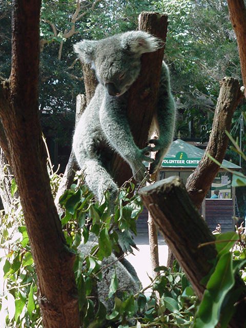 Currumbin Wildlife Sanctuary by MJMaassen