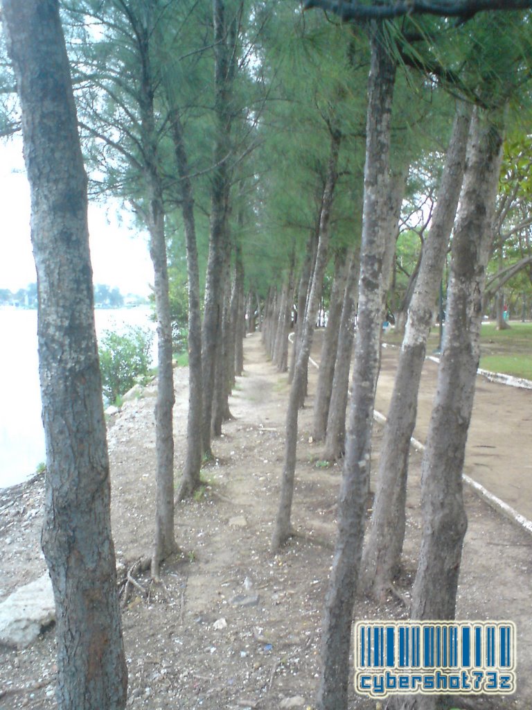 Camino entre arboles laguna del carpintero by cybershot73