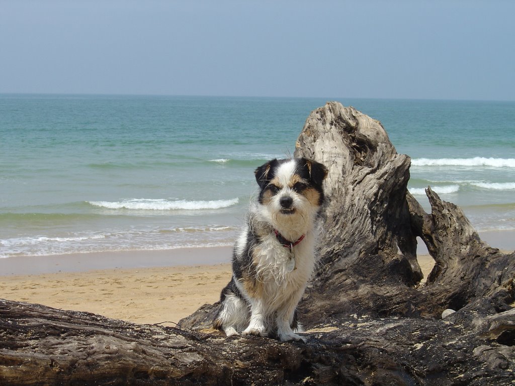 Bruno am Capbreton by syberbruno1641