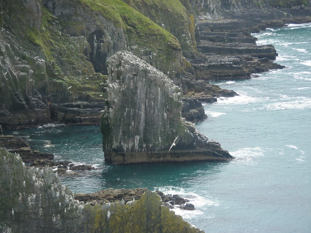 Cliffs and seabirds at the Old Head of Kinsale by manfred traxler