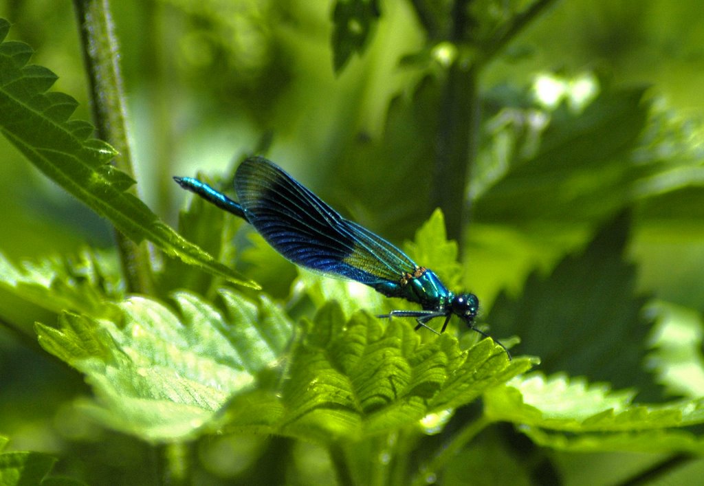 Banded damouselle by smoothound