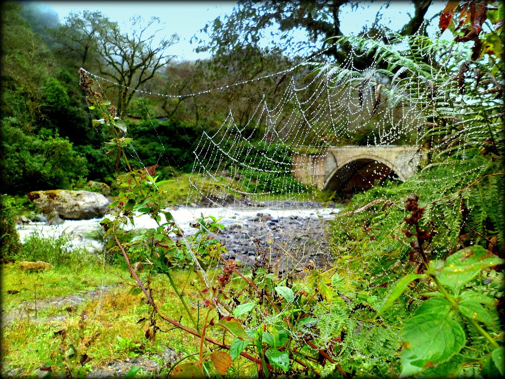 Telaraña de Cristal by viajeroargentino18