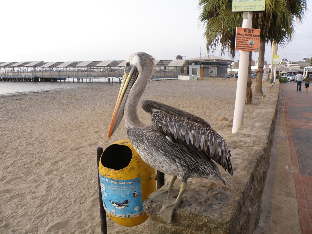 El Chaco, Paracas, Peru by Julio Mario Bernal