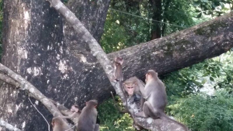 @Athirapally Waterfalls, Pariyaram, Kerala, India by Amit Dey