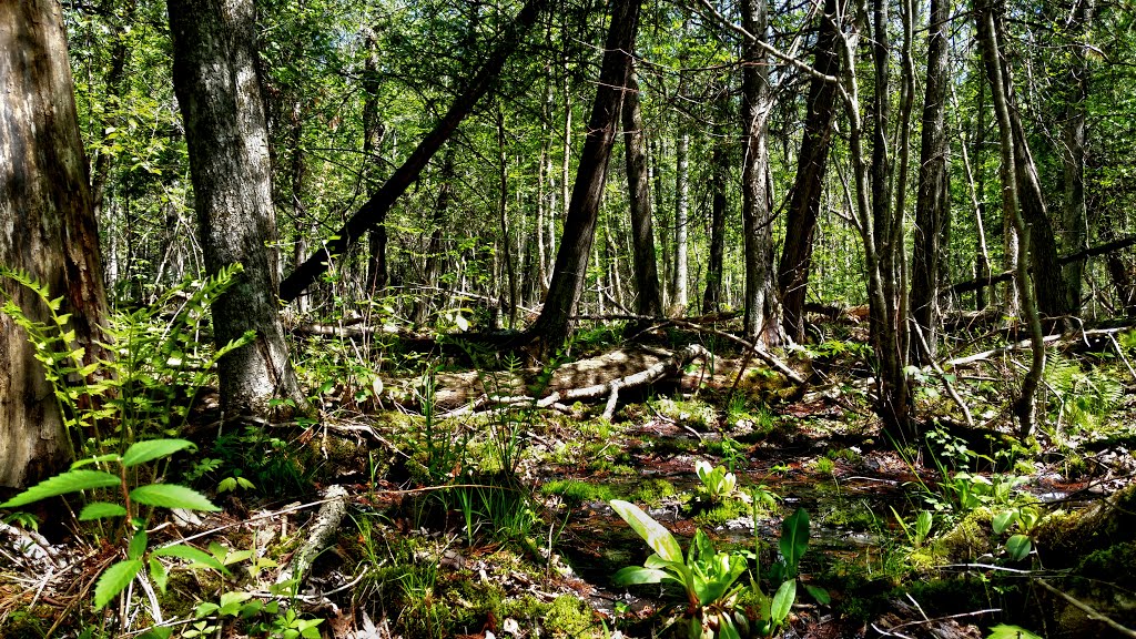 Blueberry Swamp State Natural Area by Aaron Carlson