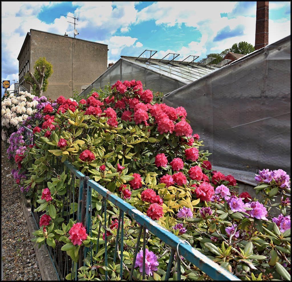 Burg bei Magdeburg, Magdeburger Chaussee. Rhododendronblüte am Gartenbaubetrieb Mohrenweiser, der von Eckhard Burmester bewirtschaftet wird. by Der Burger JL