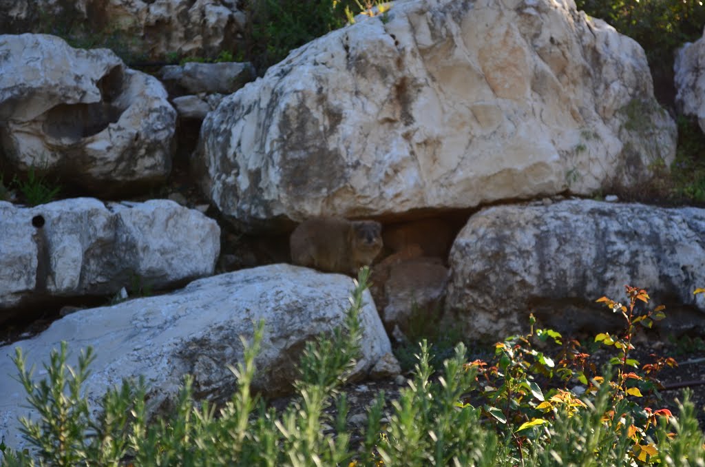 Karmiel, Israel by iosif1968