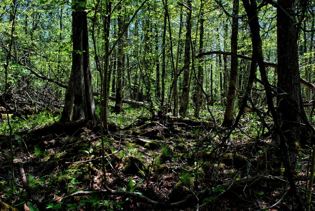 Blueberry Swamp State Natural Area by Aaron Carlson