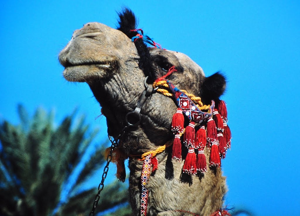 Aqaba - The beautifuly decorated head of the "beach camel" by roadrunner48