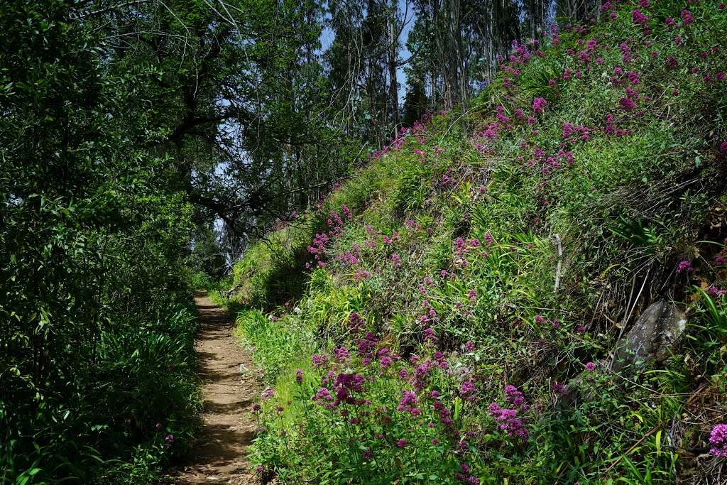 In den Bergen bei Monte (Funchal, Madeira) by R Sch (cammino)