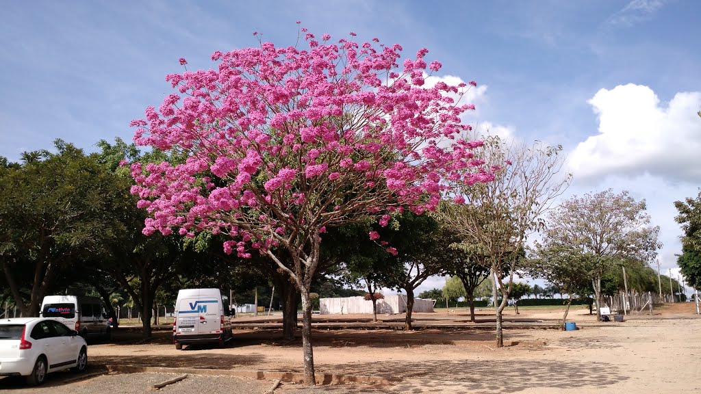 IPÊ ROSA - 17 MAIO DE 2015 by OLAVO