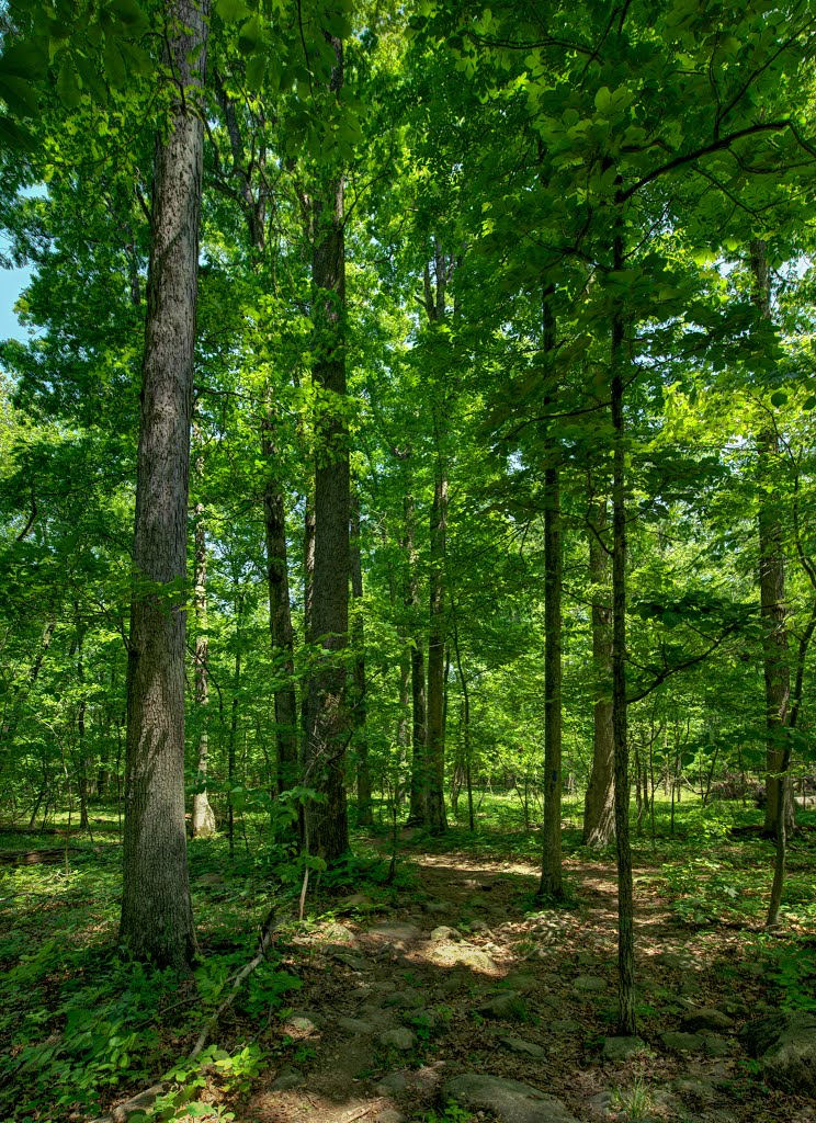 Tall Trees by Craig Shier