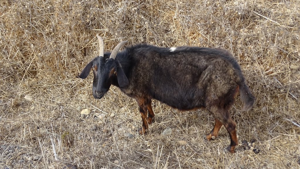 Chivo en Pichidamgui by Dr.Sulmp