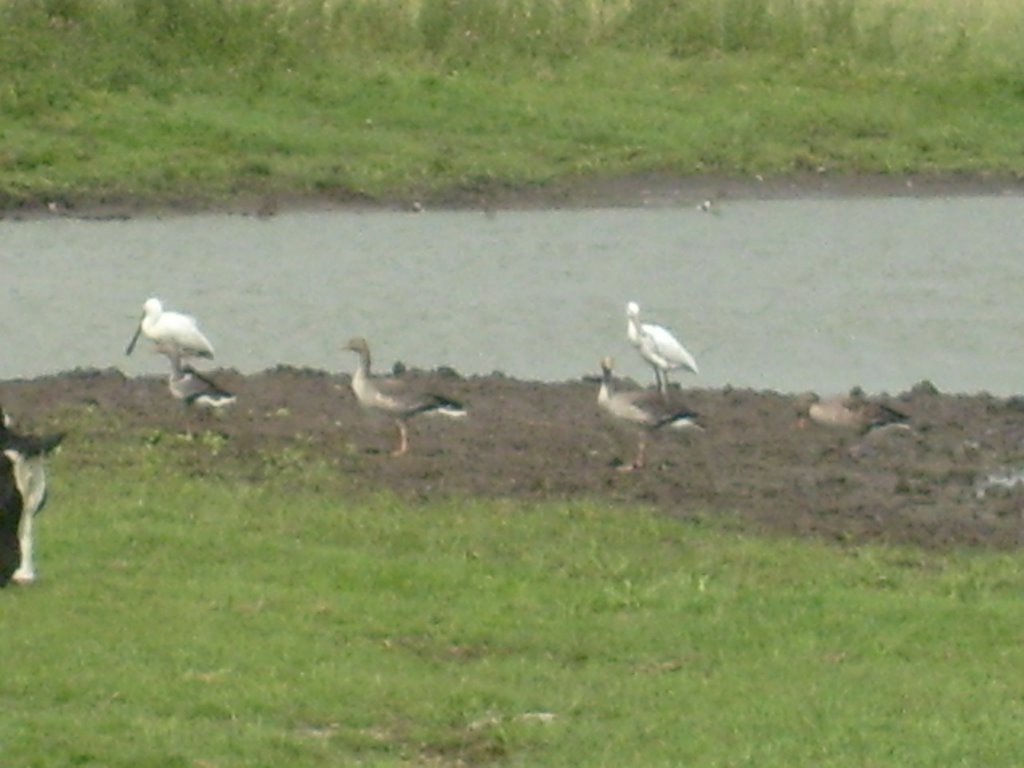 Lepelaars aan de Eemdijk by tirei