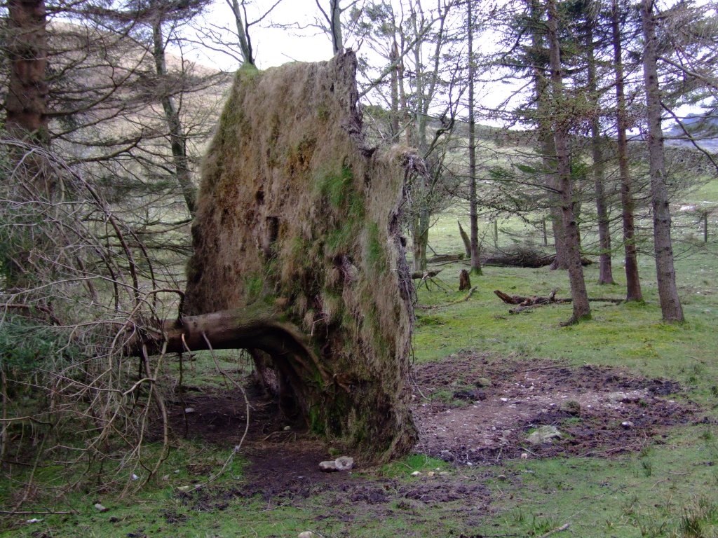 2008.04.13 - Uprooted Tree - Langdale by David R Williams