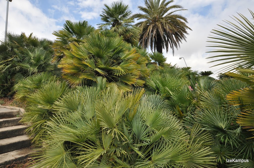 Parc de Montjuïc, Barcelona, Spain by IzeKampus