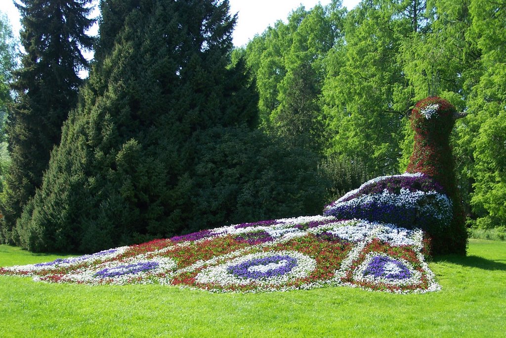 Flower peacock by mke_jim