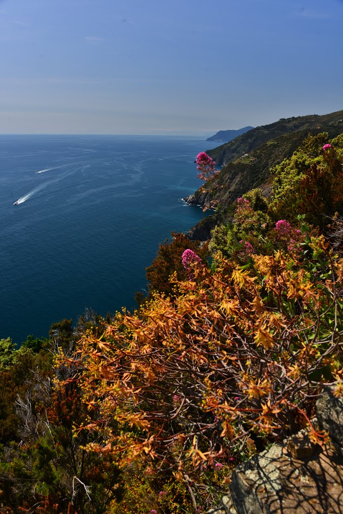 Monesteroli - verso le Cinque Terre - fioritura di valeriana rossa ed euforbia arborea by attilio giacchè