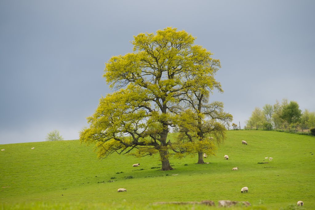 Majestic English Oak Trees on Farm Drive, Hulne Park Alnwick May 2015 by guide paul