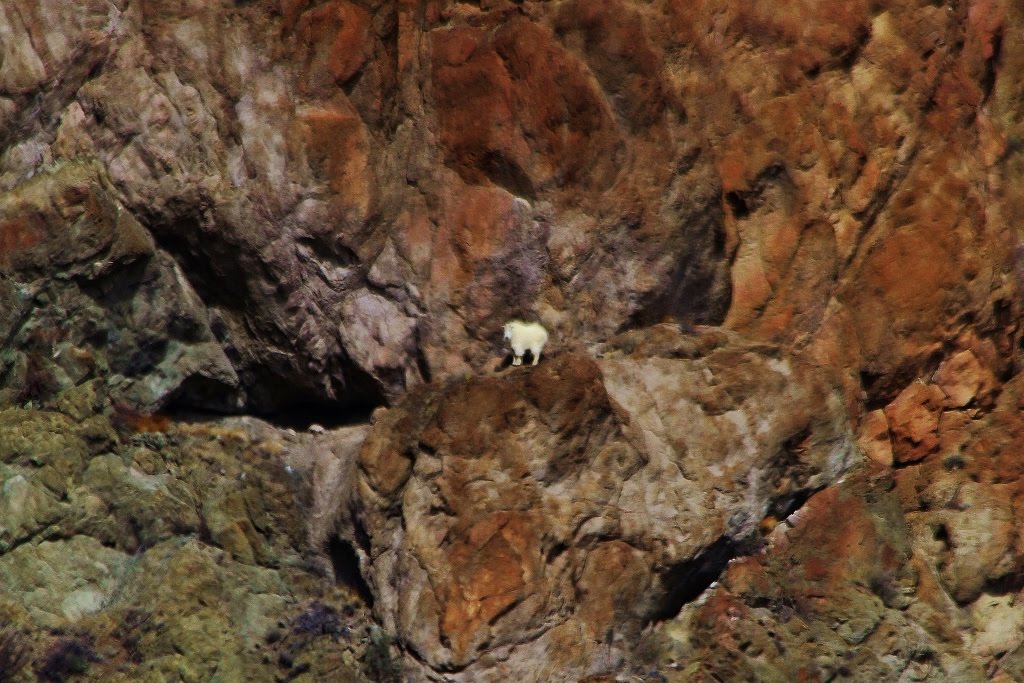 Mtn. Goat a mile away on cliffs on East Boulder Cr by elkbender257