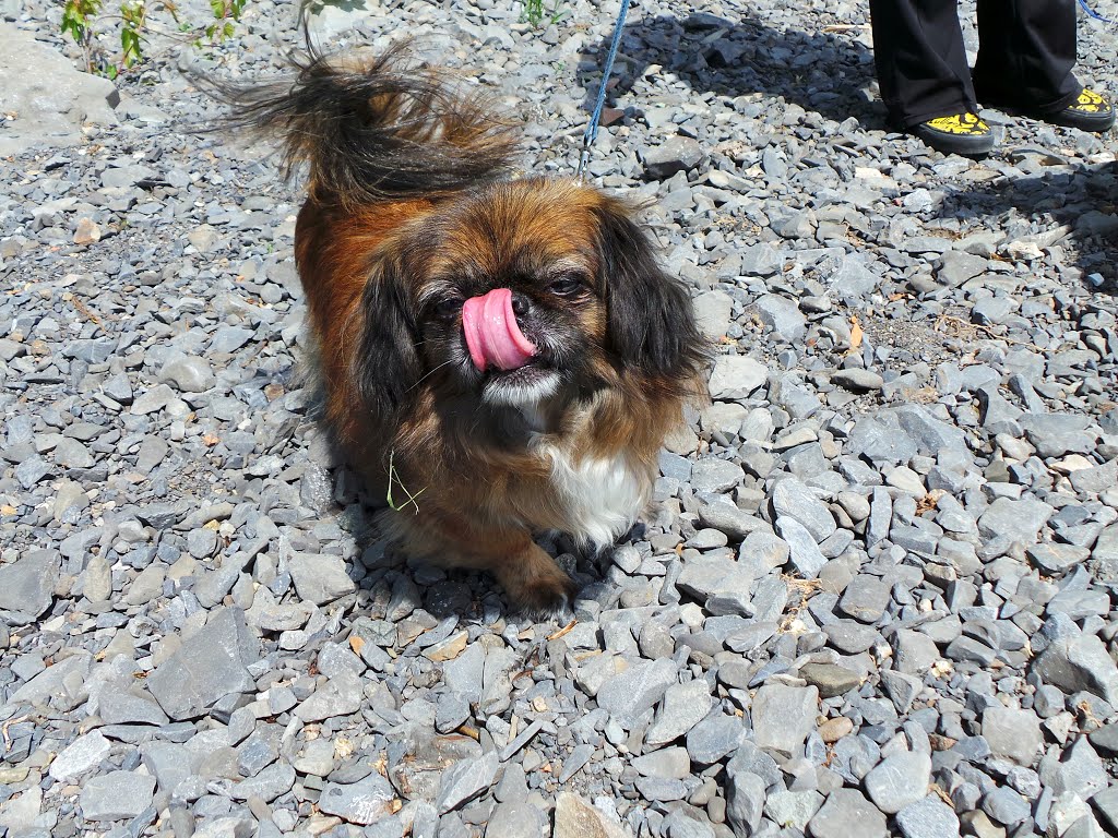 À sa manière, du parc de la Promenade Bellerive, Flofie, vous salut, toutes et tous! by Sergeï D.