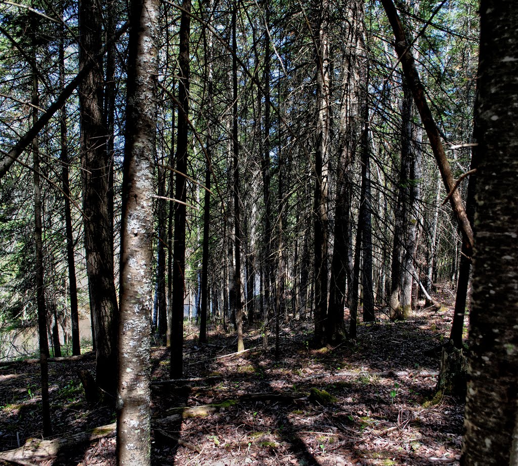 Brule River Boreal Forest State Natural Area by Aaron Carlson