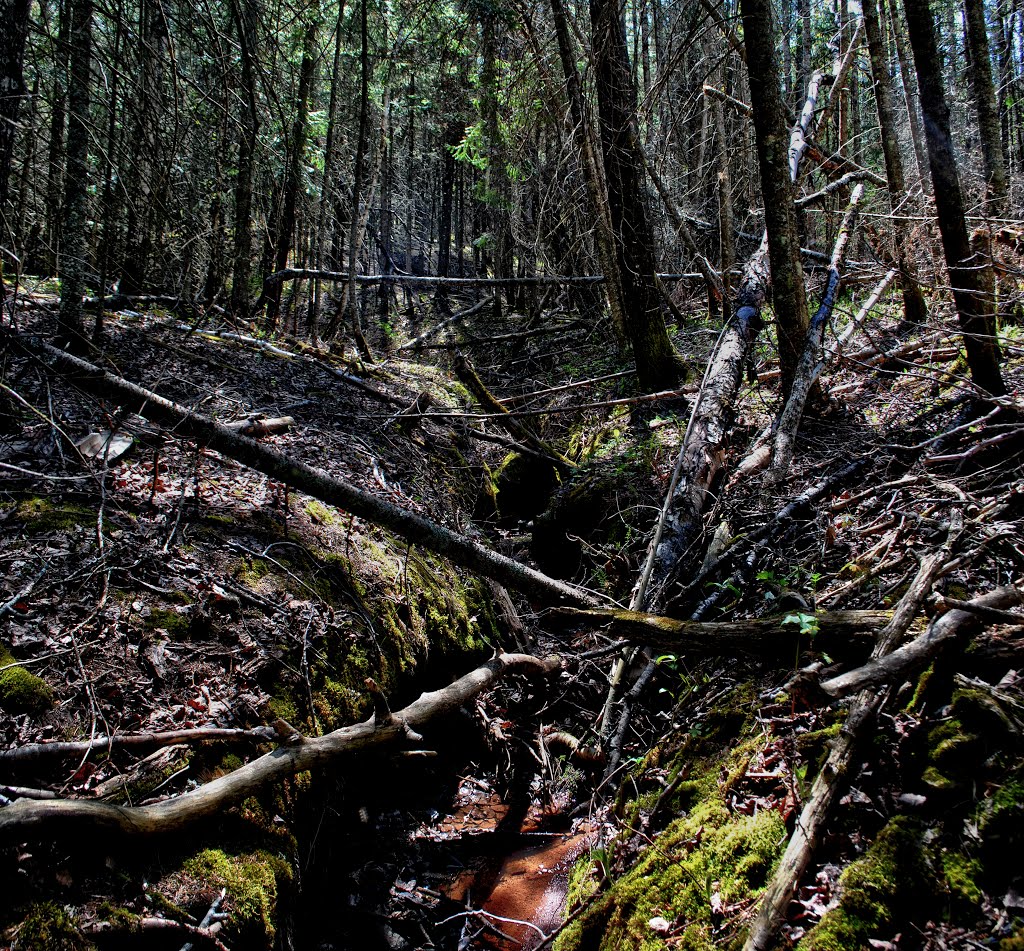 Brule River Boreal Forest State Natural Area by Aaron Carlson