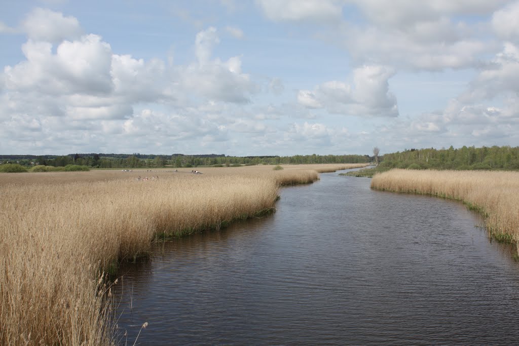 Federsee bei Bad Buchau by Moehris