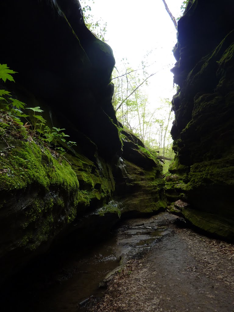 Turkey Run State Park by Christophe Rochat