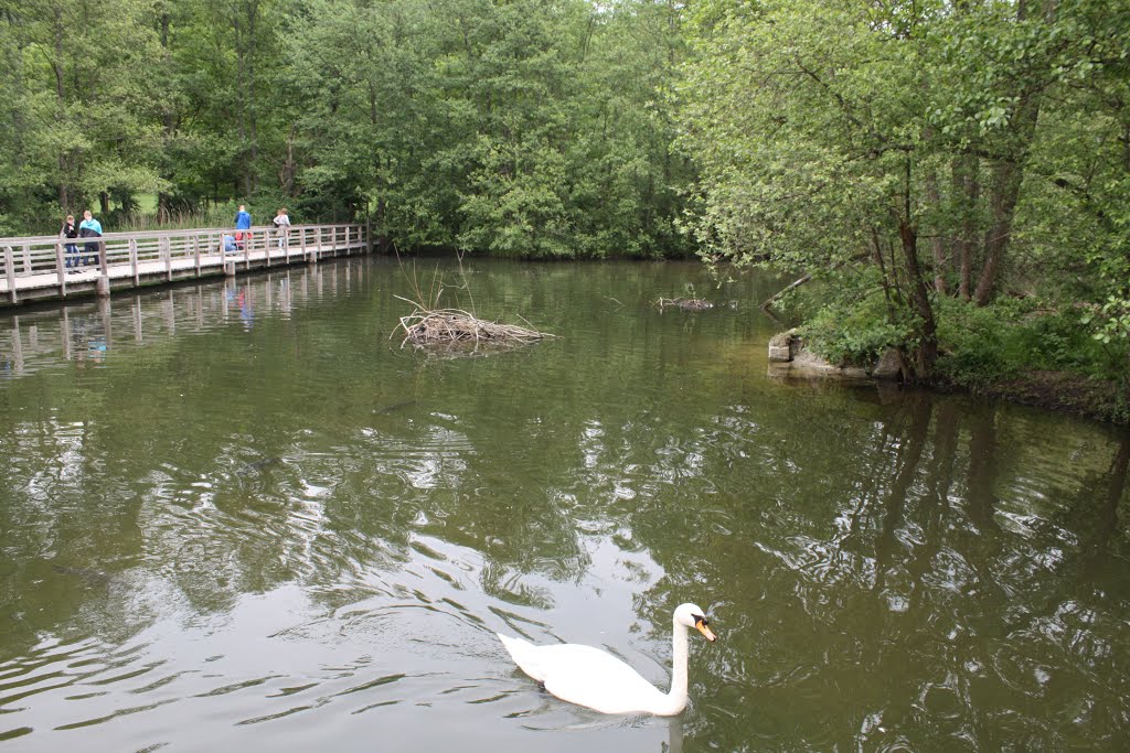 Mendlishauser Weiher beim Affenberg von Salem by Moehris