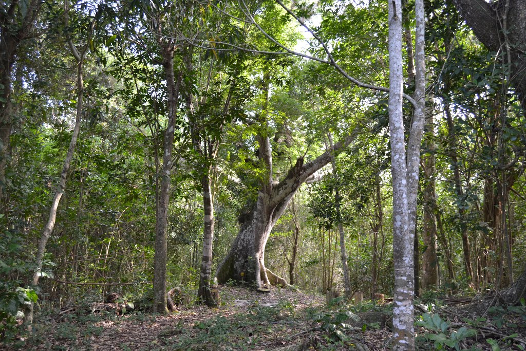 CEIBA CENTENARIA EN SOROA. PROVINCIA DE ARTEMISA. by CÉSAR O. GÓMEZ LÓPEZ