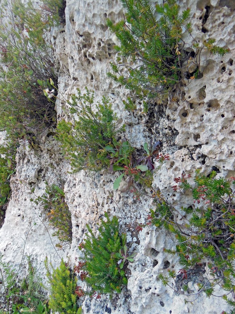 Sicily. SR. RNO Cava Grande del Cassibile. Nature strikes back :) by Michael Eckrich-Neub…