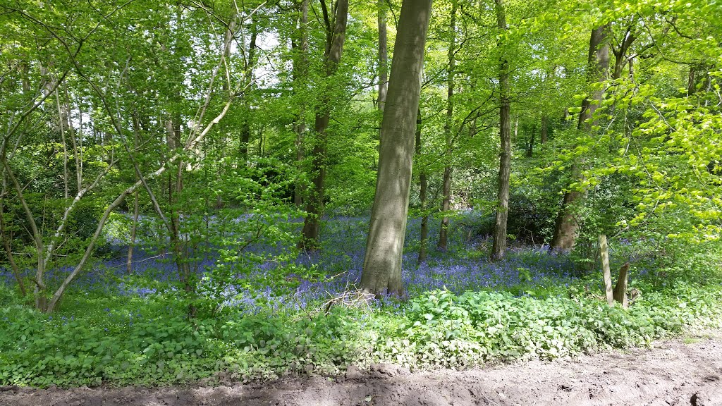 Bluebell Wood by Krista Godfrey