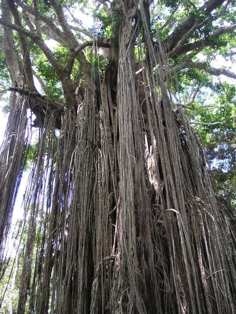 Curtain Fig Tree by broste66